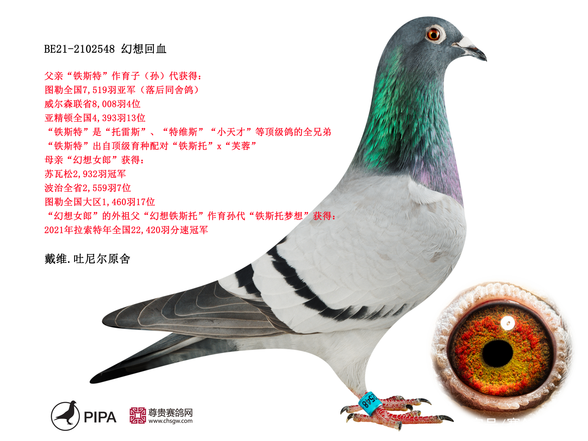 比利时选手表现稳定斩获银牌